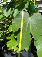 IMG_7774.jpeg