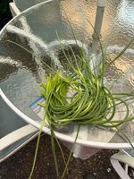 IMG_7978.jpeg