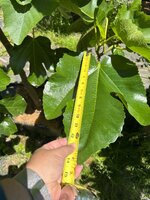 IMG_7982.jpeg