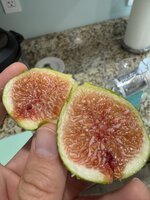 IMG_8693.jpeg