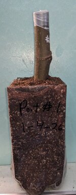Port 1 Log.jpg