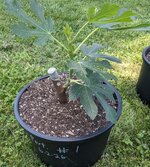 Port 1 2liter Pot.jpg