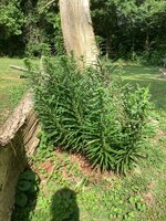 IMG_6974.jpeg