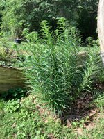 IMG_6969.jpeg
