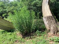 IMG_6968.jpeg