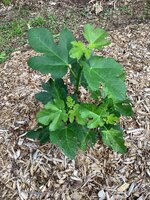 IMG_7549.jpeg
