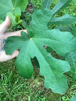 IMG_7475.jpeg