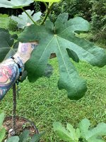 IMG_7476.jpeg