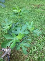 IMG_7480.jpeg