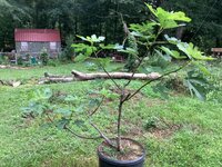 IMG_7479.jpeg