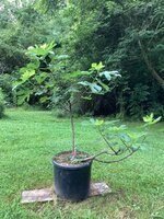 IMG_7474.jpeg