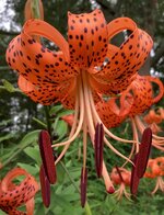 IMG_0599.jpeg
