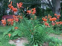 IMG_0593.jpeg