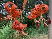 IMG_0598.jpeg