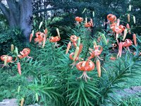 IMG_0542.jpeg