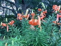 IMG_0548.jpeg