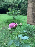 IMG_7279.jpeg