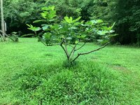 IMG_7345.jpeg