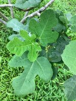 IMG_7356.jpeg