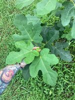 IMG_7353.jpeg