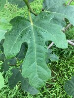 IMG_7355.jpeg