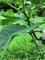 IMG_7349.jpeg
