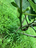 IMG_7351.jpeg