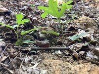 IMG_0156.jpeg