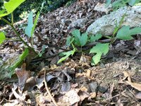 IMG_0158.jpeg