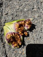 IMG_8426.jpeg