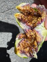 IMG_8427.jpeg