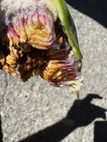 IMG_8428.jpeg