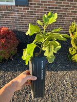 IMG_1347.jpeg