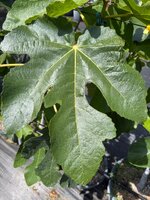 IMG_7517.jpeg