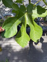 IMG_7516.jpeg