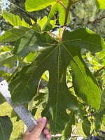 IMG_7519.jpeg
