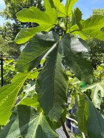 IMG_7521.jpeg