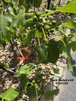 IMG_1166.jpeg