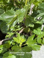 IMG_1170.jpeg