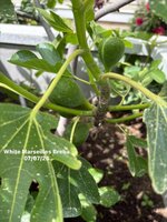 IMG_1172.jpeg