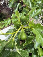 IMG_1173.jpeg