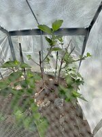 IMG_1197.jpeg