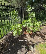 IMG_1198.jpeg