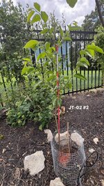 IMG_1203.jpeg