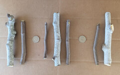 Three sets of Honey Plum cuttings.jpg