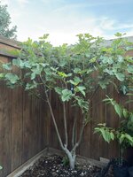 IMG_5788.jpeg