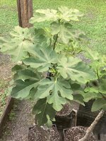 IMG_7885.jpeg
