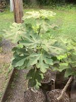 IMG_7884.jpeg