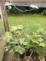 IMG_7881.jpeg