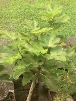 IMG_7886.jpeg